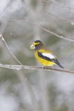 Evening Grosbeak, Coccothraustes vespertinus