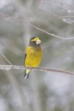 Evening Grosbeak, Coccothraustes vespertinus