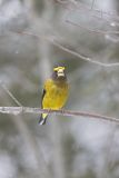 Evening Grosbeak, Coccothraustes vespertinus