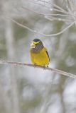 Evening Grosbeak, Coccothraustes vespertinus