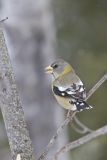 Evening Grosbeak, Coccothraustes vespertinus