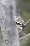 Evening Grosbeak, Coccothraustes vespertinus