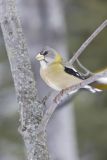 Evening Grosbeak, Coccothraustes vespertinus