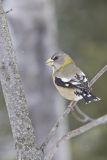 Evening Grosbeak, Coccothraustes vespertinus