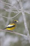 Evening Grosbeak, Coccothraustes vespertinus