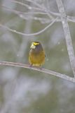 Evening Grosbeak, Coccothraustes vespertinus