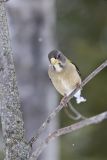 Evening Grosbeak, Coccothraustes vespertinus