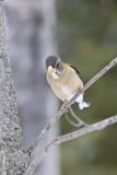 Evening Grosbeak, Coccothraustes vespertinus