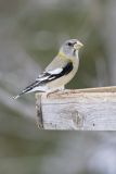 Evening Grosbeak, Coccothraustes vespertinus