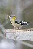 Evening Grosbeak, Coccothraustes vespertinus