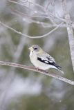 Evening Grosbeak, Coccothraustes vespertinus