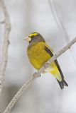 Evening Grosbeak, Coccothraustes vespertinus