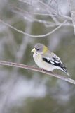 Evening Grosbeak, Coccothraustes vespertinus