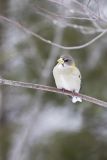 Evening Grosbeak, Coccothraustes vespertinus