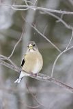 Evening Grosbeak, Coccothraustes vespertinus