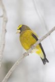 Evening Grosbeak, Coccothraustes vespertinus