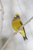Evening Grosbeak, Coccothraustes vespertinus