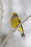 Evening Grosbeak, Coccothraustes vespertinus