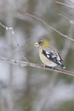 Evening Grosbeak, Coccothraustes vespertinus