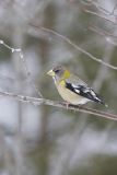 Evening Grosbeak, Coccothraustes vespertinus