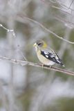Evening Grosbeak, Coccothraustes vespertinus