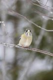 Evening Grosbeak, Coccothraustes vespertinus