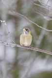 Evening Grosbeak, Coccothraustes vespertinus