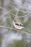 Evening Grosbeak, Coccothraustes vespertinus