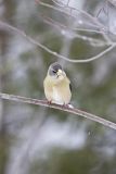 Evening Grosbeak, Coccothraustes vespertinus