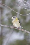 Evening Grosbeak, Coccothraustes vespertinus