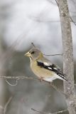 Evening Grosbeak, Coccothraustes vespertinus