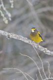 Evening Grosbeak, Coccothraustes vespertinus