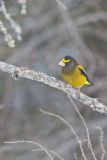 Evening Grosbeak, Coccothraustes vespertinus