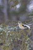 Evening Grosbeak, Coccothraustes vespertinus