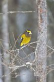 Evening Grosbeak, Coccothraustes vespertinus