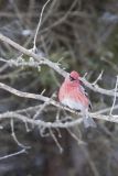 Pine Grosbeak, Pinicola enucleator