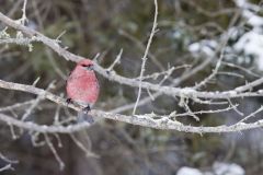 Pine Grosbeak, Pinicola enucleator