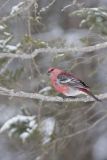 Pine Grosbeak, Pinicola enucleator