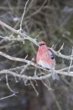Pine Grosbeak, Pinicola enucleator