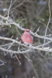 Pine Grosbeak, Pinicola enucleator