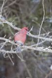 Pine Grosbeak, Pinicola enucleator