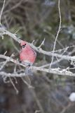 Pine Grosbeak, Pinicola enucleator