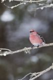 Pine Grosbeak, Pinicola enucleator