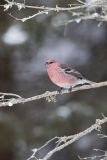 Pine Grosbeak, Pinicola enucleator