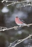 Pine Grosbeak, Pinicola enucleator