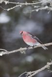 Pine Grosbeak, Pinicola enucleator