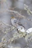 Pine Grosbeak, Pinicola enucleator