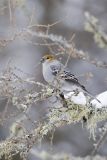 Pine Grosbeak, Pinicola enucleator