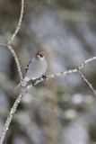 Pine Grosbeak, Pinicola enucleator