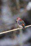Pine Grosbeak, Pinicola enucleator